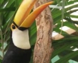  Disfruta de los animales. 