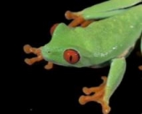  Conoce nuevos amigos. 