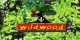 Wildwood Trust