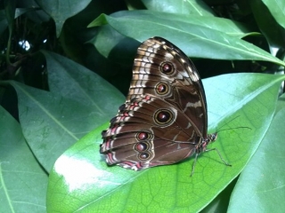  Las mariposas son bonitas. 