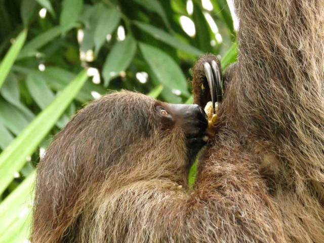  Ver algunos animales exóticos. 