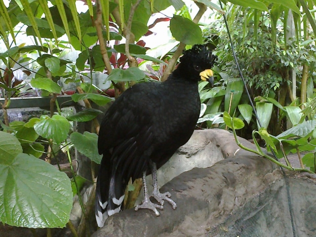  Los pájaros son impresionantes. 
