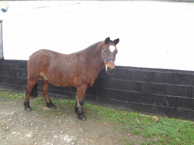 Uno de nuestros caballos, Rollo 