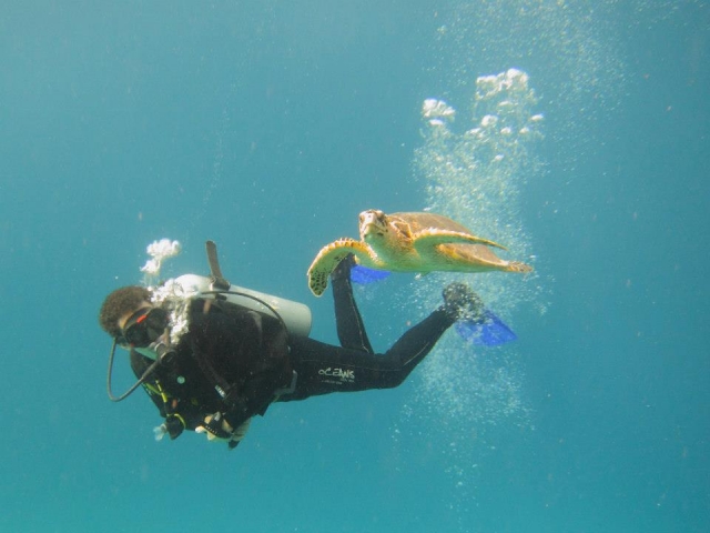  ¡Nade con criaturas marinas! 