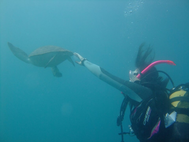  Haciendo amistad con una tortuga marina 