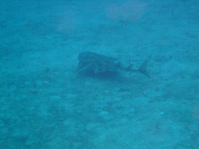 Tiburón en Tenerife 