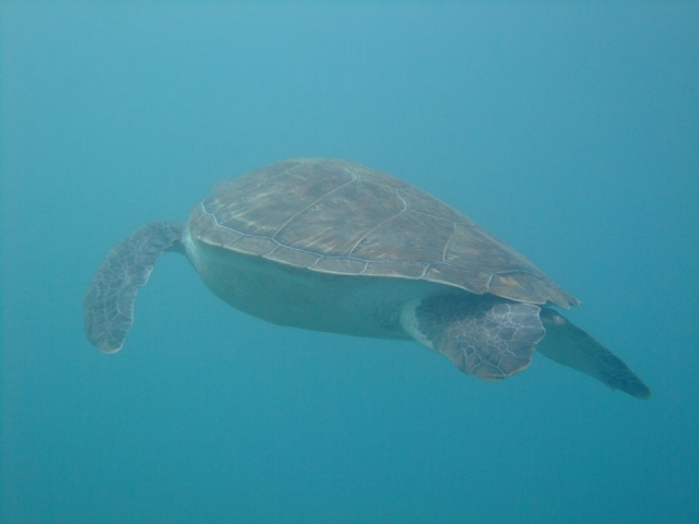  Tortuga marina 
