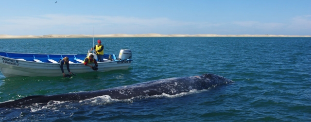  Observando una ballena 