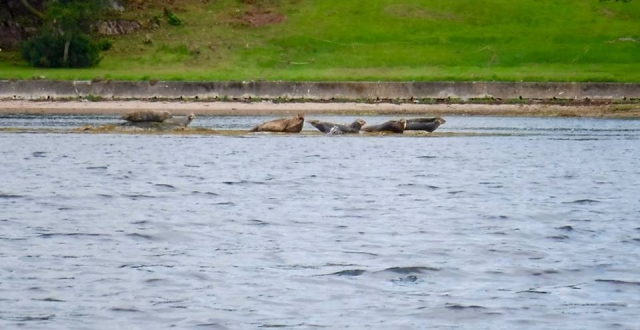  Colonia de focas 