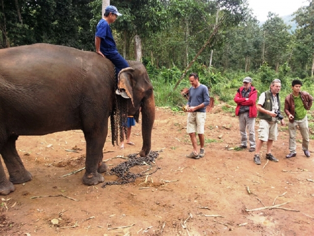  Paseo en elefanle en Laos 