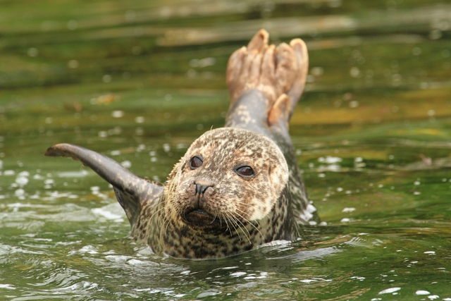  Foca del lago 