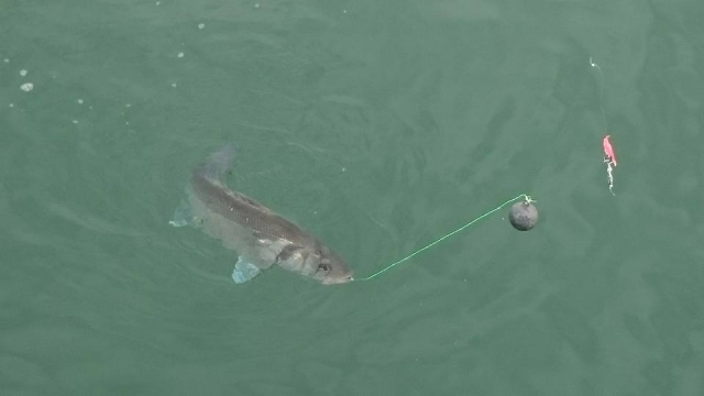  Pesca 