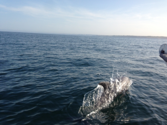  Salto de delfines