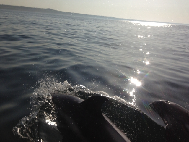  Atardecer y delfines 