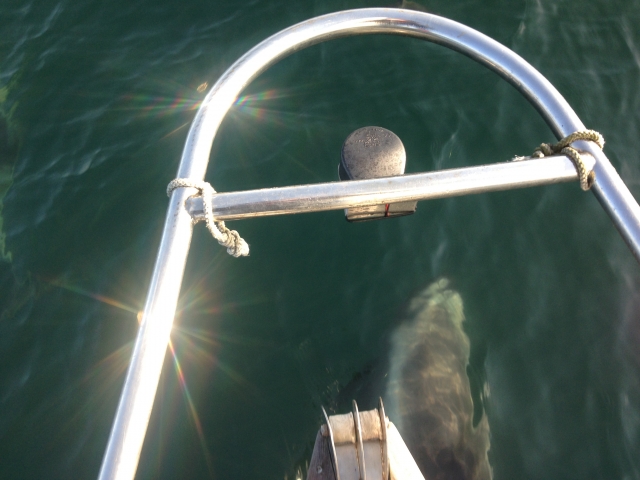 Delfines en el mar 