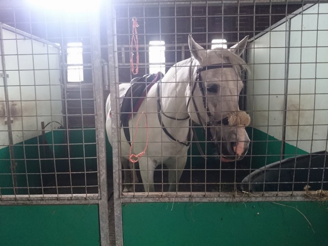  Caballo blanco perfecto 