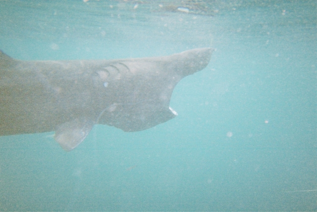  Descubre todos los animales que vivenga bajo el agua 