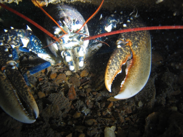  Sumérgele con nosotros en el mar
