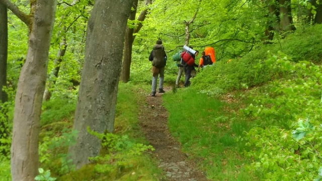  Camicrema en el bosque