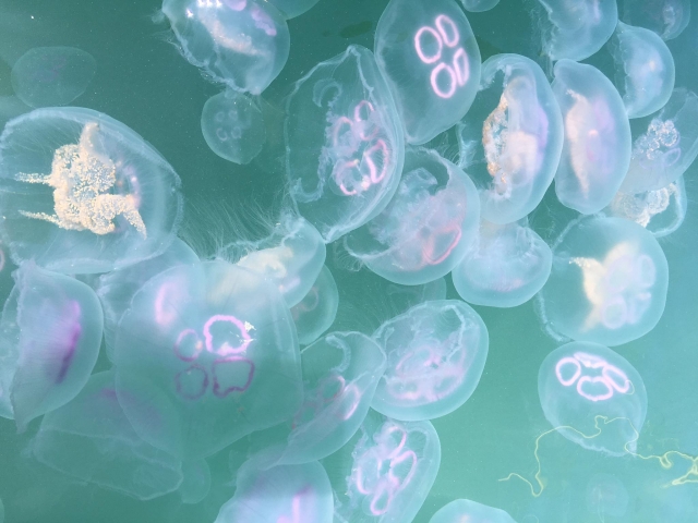  Medusas 
