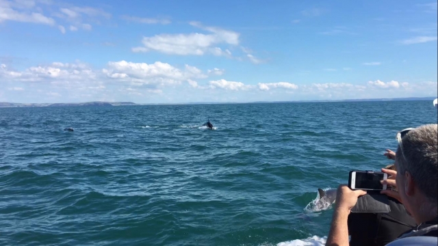  Delfines 