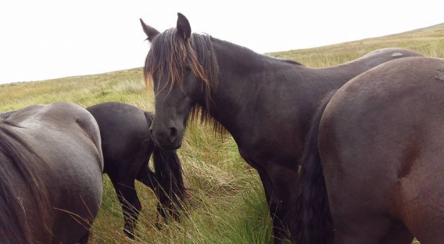 ponis 