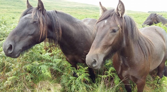  hermosos ponis