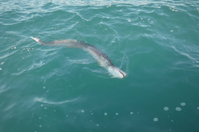  viaje de pesca 
