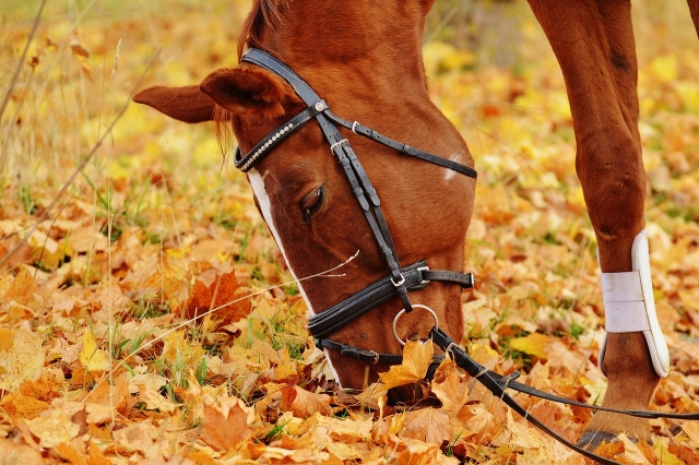 hermoso caballo 