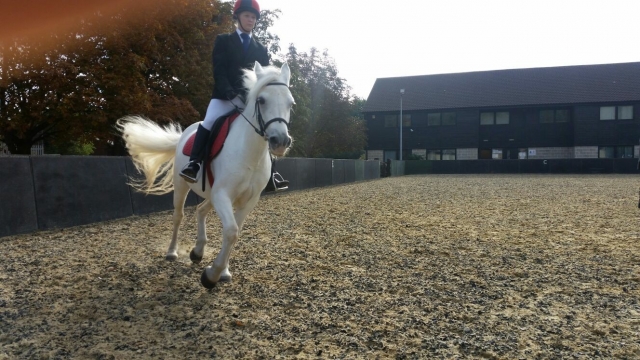  ¡Mire qué caballo tan asombroso! 