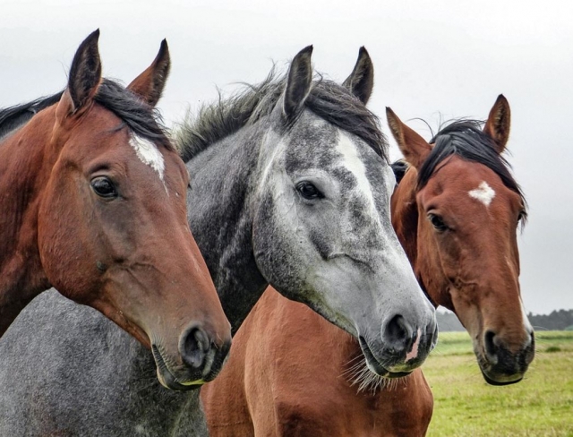  Grupo de tres caballos