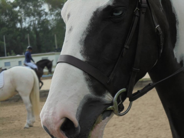 Nuestros hermosos caballos 
