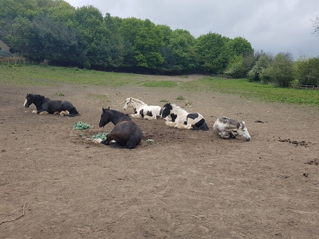  Caballos descansando 