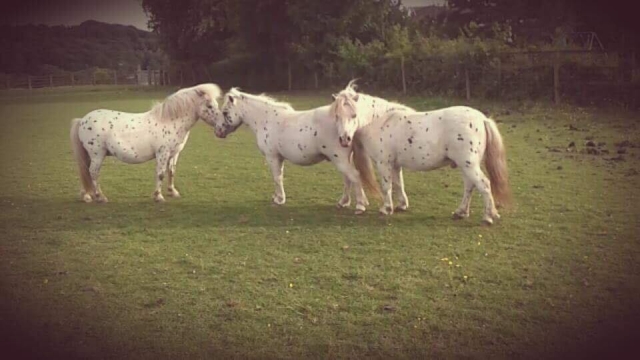 Smarty Party Ponies