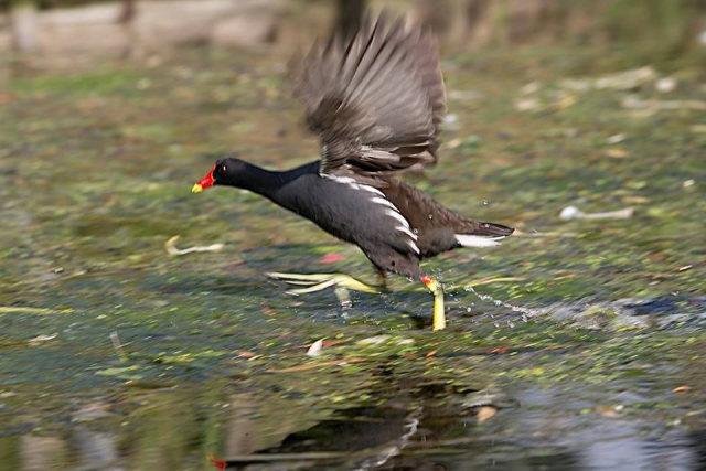  Alimento para aves silvestres disponible 
