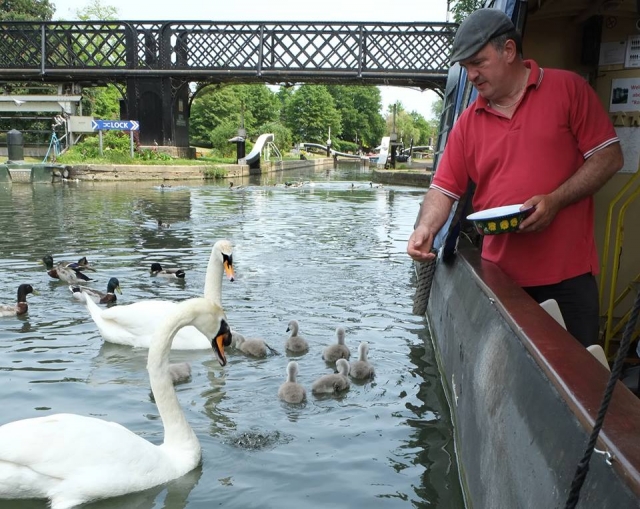  Alimento para aves silvestres para cisnes y patos disponible 