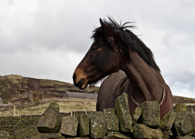 ¡Venga a conocerlos! 