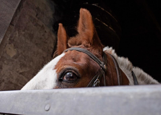  ¡Mire nuestros hermosos caballos! 