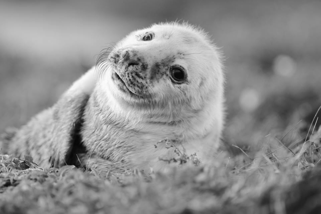  Cachorros de foca 