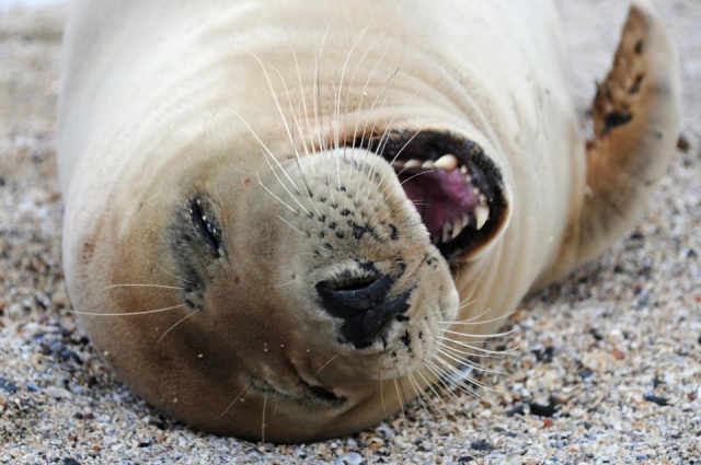  ¡Una foca gris en la comodidad de su casa! 