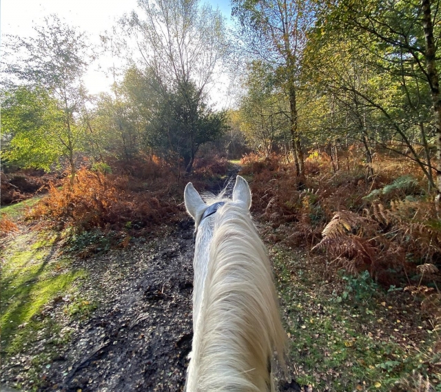  Explorando Hampshire 