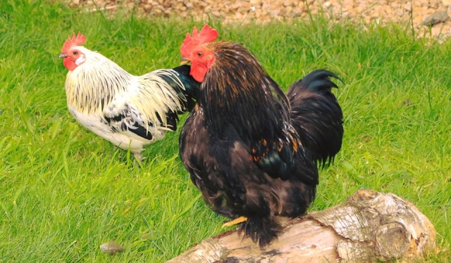 Animal Adventure Zone en Wheelgale Park Amusement Park