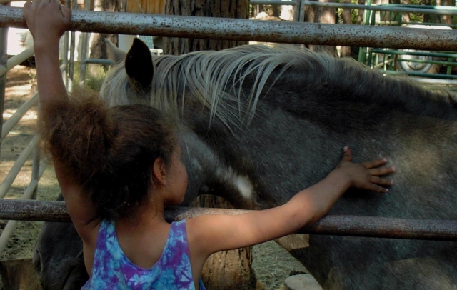  Conoce a nuestros caballos en Trotters World of Animals 