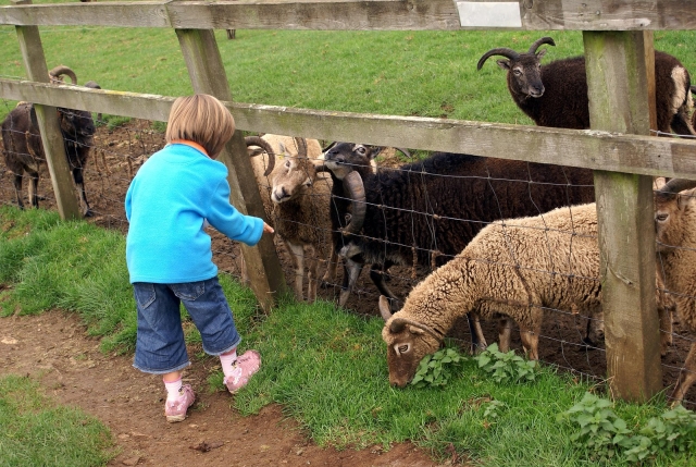  ¡Nuestras ovejas y cabras! 