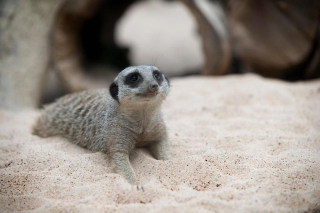  Mercados en Tropical World Leeds 