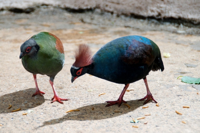  El departamento de la selva tropical en Tropical World Leeds 