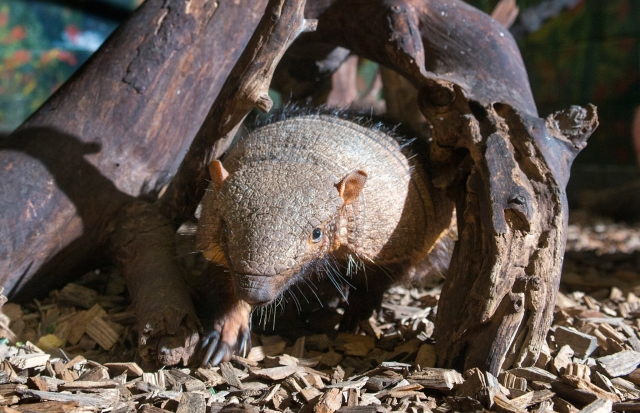  Armadillos en Tropical World Leeds 