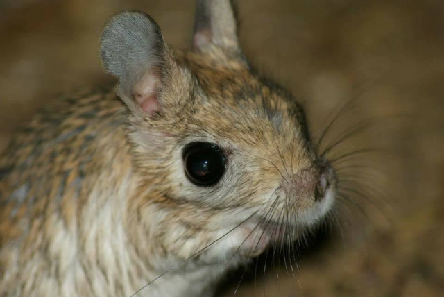  Visile el desierto de Tropical World Leeds 