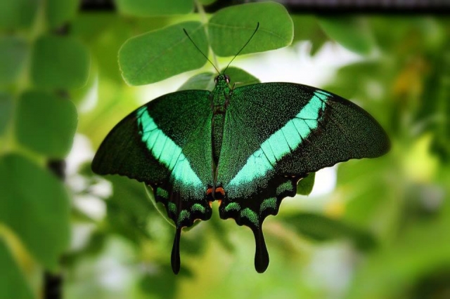  ¡Conozca las mariposas!