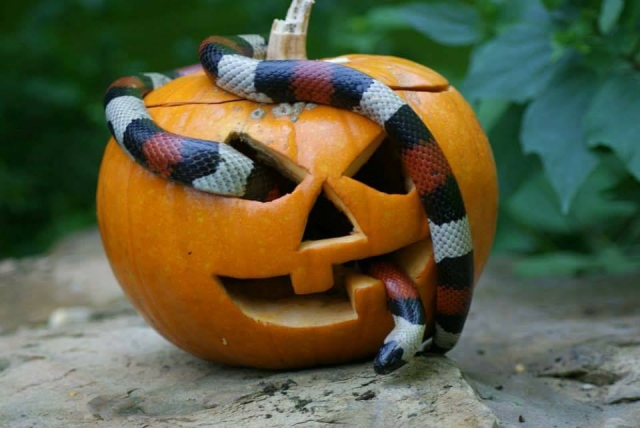  Visile el rincón de las criaturas en Tropical World Leeds 